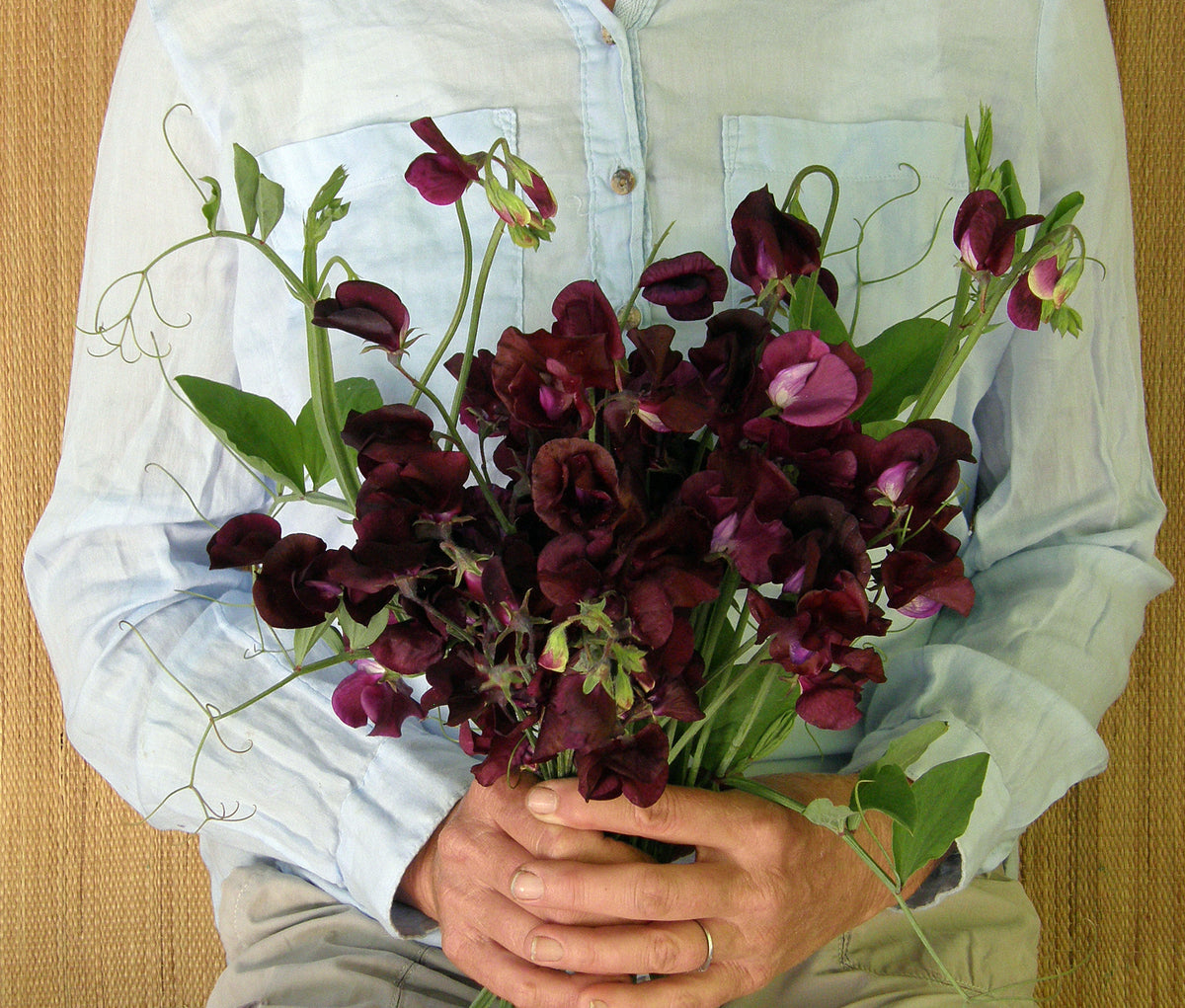 Fragrant Sweet Peas - Zinfandel