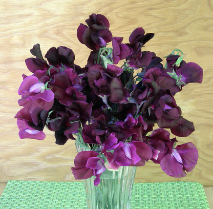 Fragrant Sweet Peas - Zinfandel
