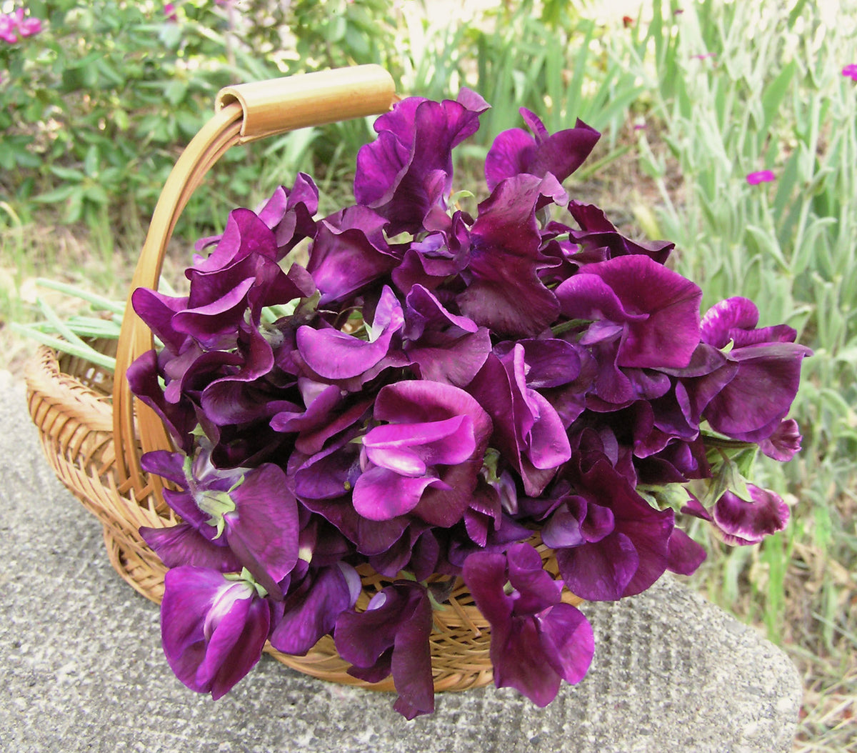 Fragrant Sweet Peas - Zinfandel