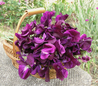 Fragrant Sweet Peas - Zinfandel