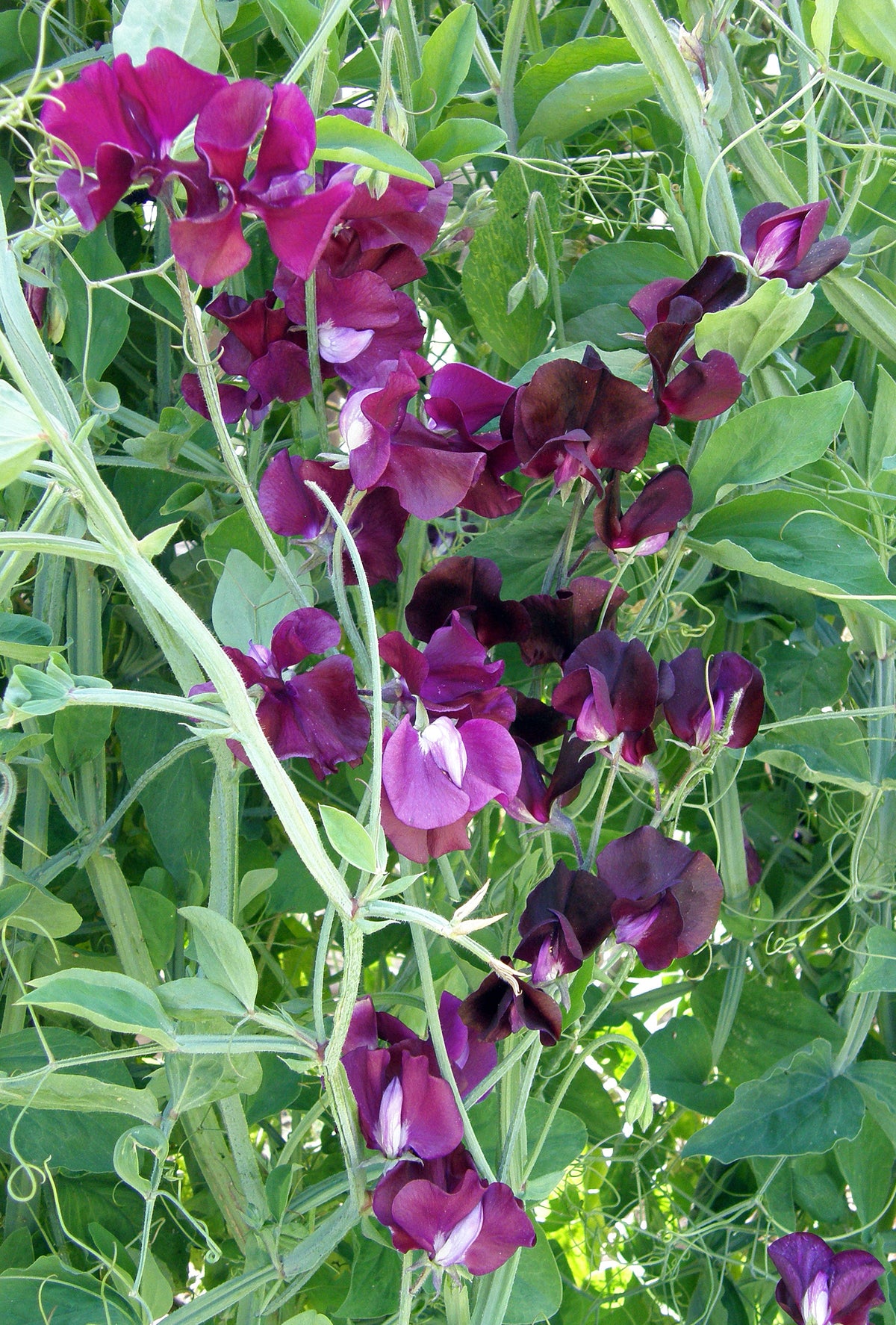 Fragrant Sweet Peas - Zinfandel