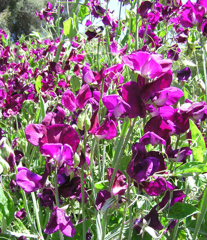 Fragrant Sweet Peas - Zinfandel