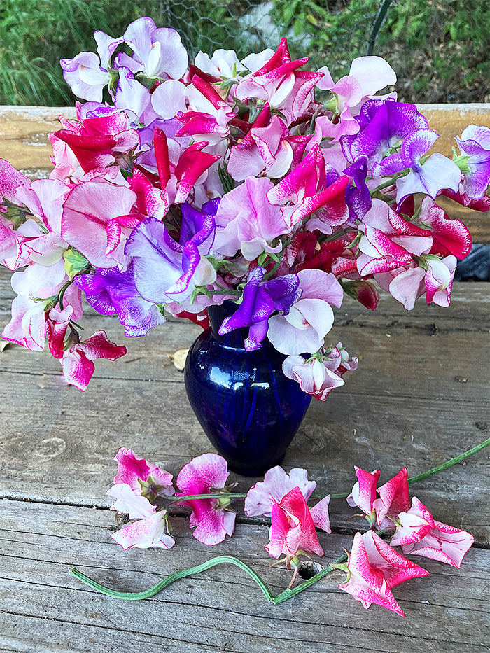 Heirloom Sweet Peas - Saltwater Taffy Swirls