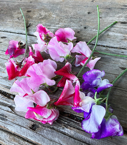 Heirloom Sweet Peas - Saltwater Taffy Swirls