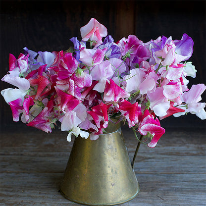 Heirloom Sweet Peas - Saltwater Taffy Swirls
