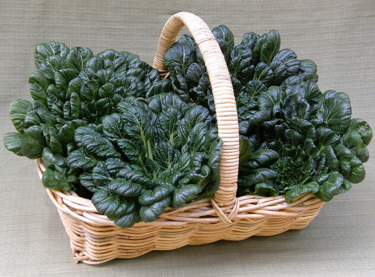Heirloom Asian Greens - Rosette Tatsoi