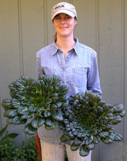 Heirloom Asian Greens - Rosette Tatsoi