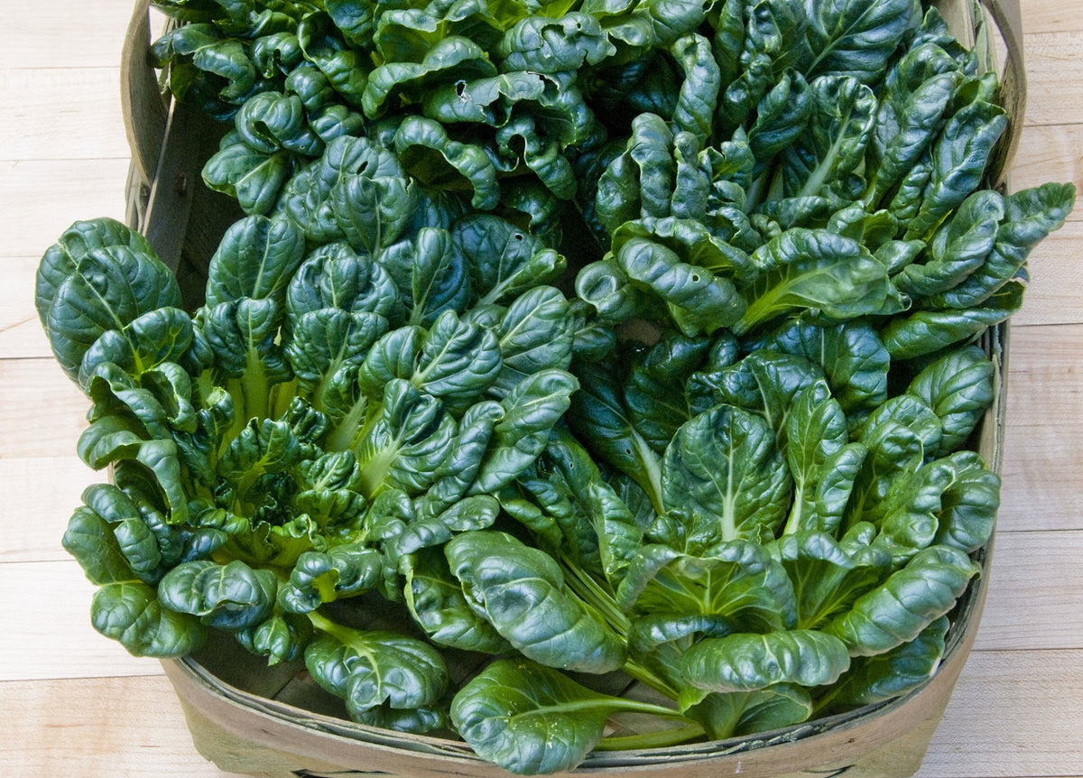 Heirloom Asian Greens - Rosette Tatsoi