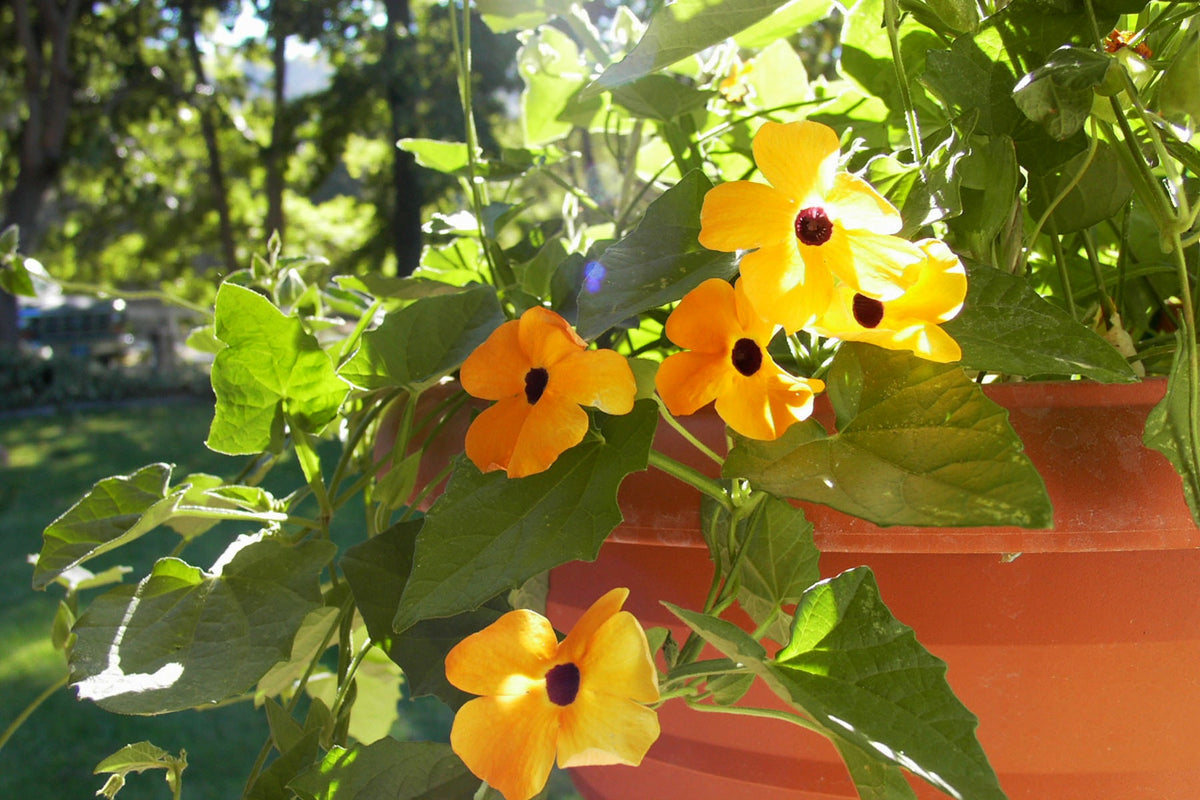 Heirloom Thunbergia - Black-Eyed Susan Vine