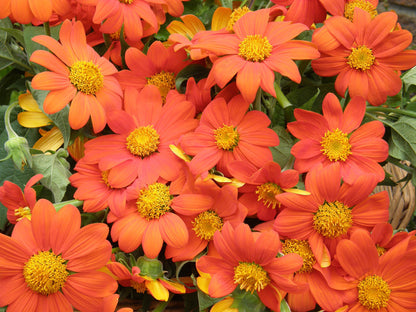 Butterfly Flowers - Heirloom Torch Tithonia