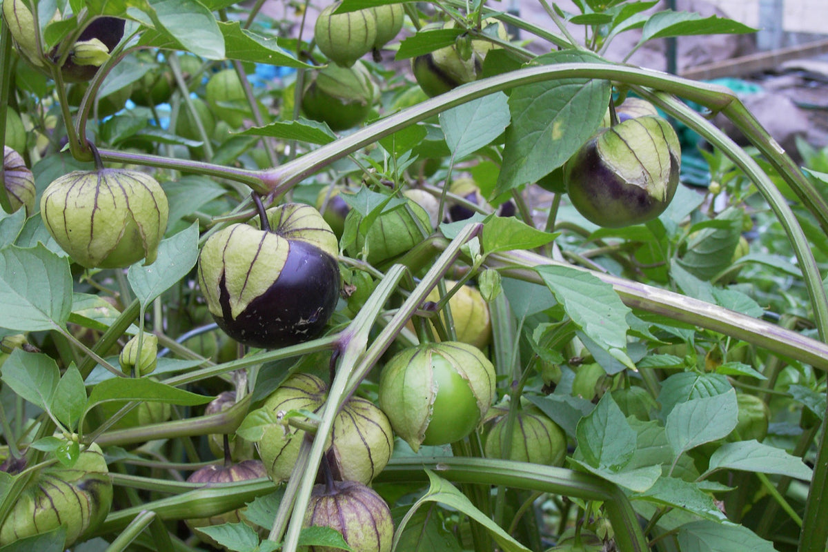 Mexican Tomatillos - Two Color Fiesta
