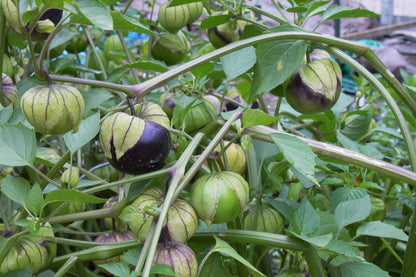 Mexican Tomatillos - Two Color Fiesta