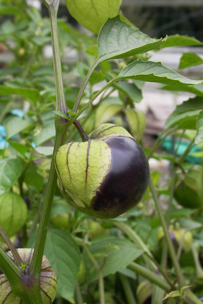 Mexican Tomatillos - Two Color Fiesta