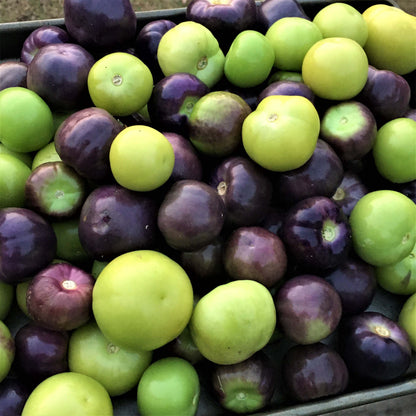 Mexican Tomatillos - Two Color Fiesta