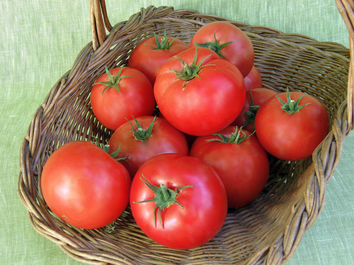 Beefsteak Tomato - Big Beef
