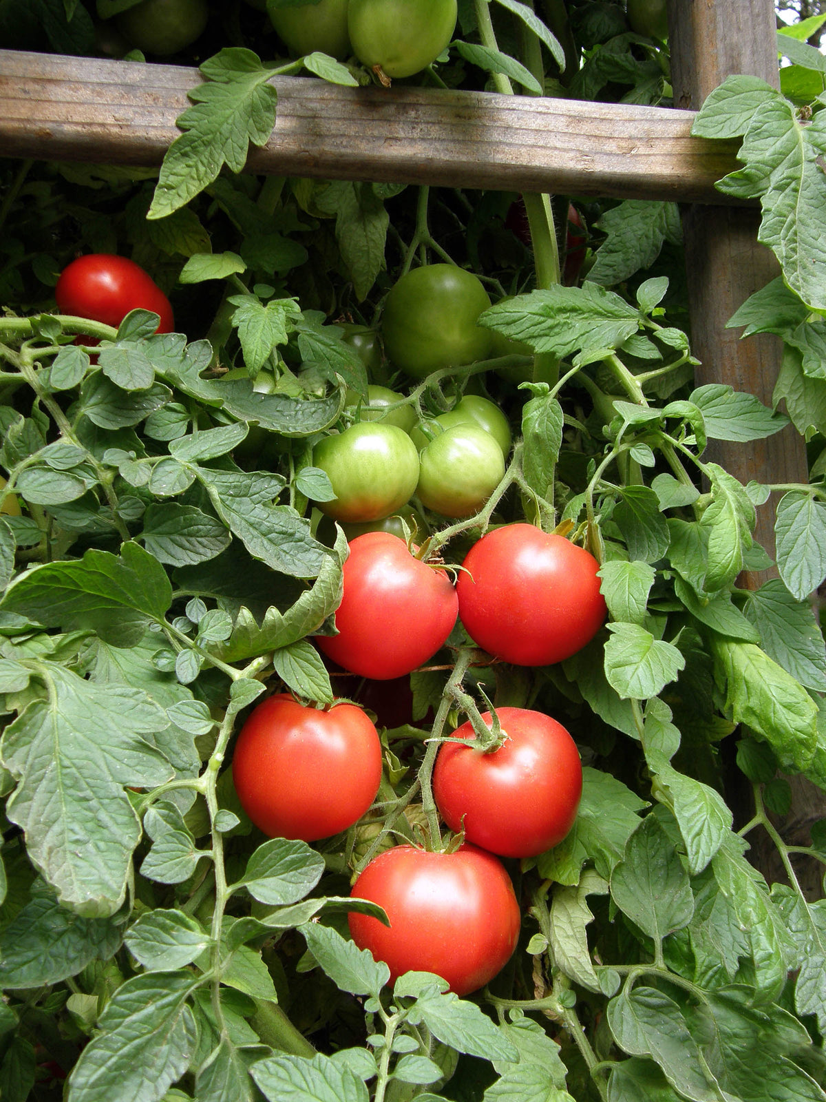 Top Flavor Tomato - Crimson Carmello