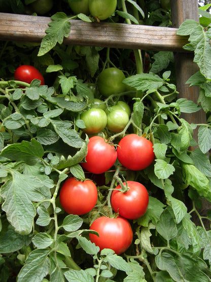 Top Flavor Tomato - Crimson Carmello