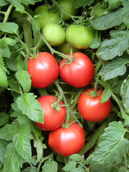 Top Flavor Tomato - Crimson Carmello