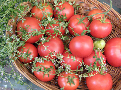 Top Flavor Tomato - Crimson Carmello