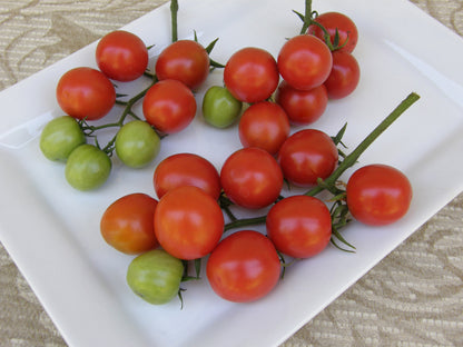 Heirloom Tomatoes - Camp Joy Cherry