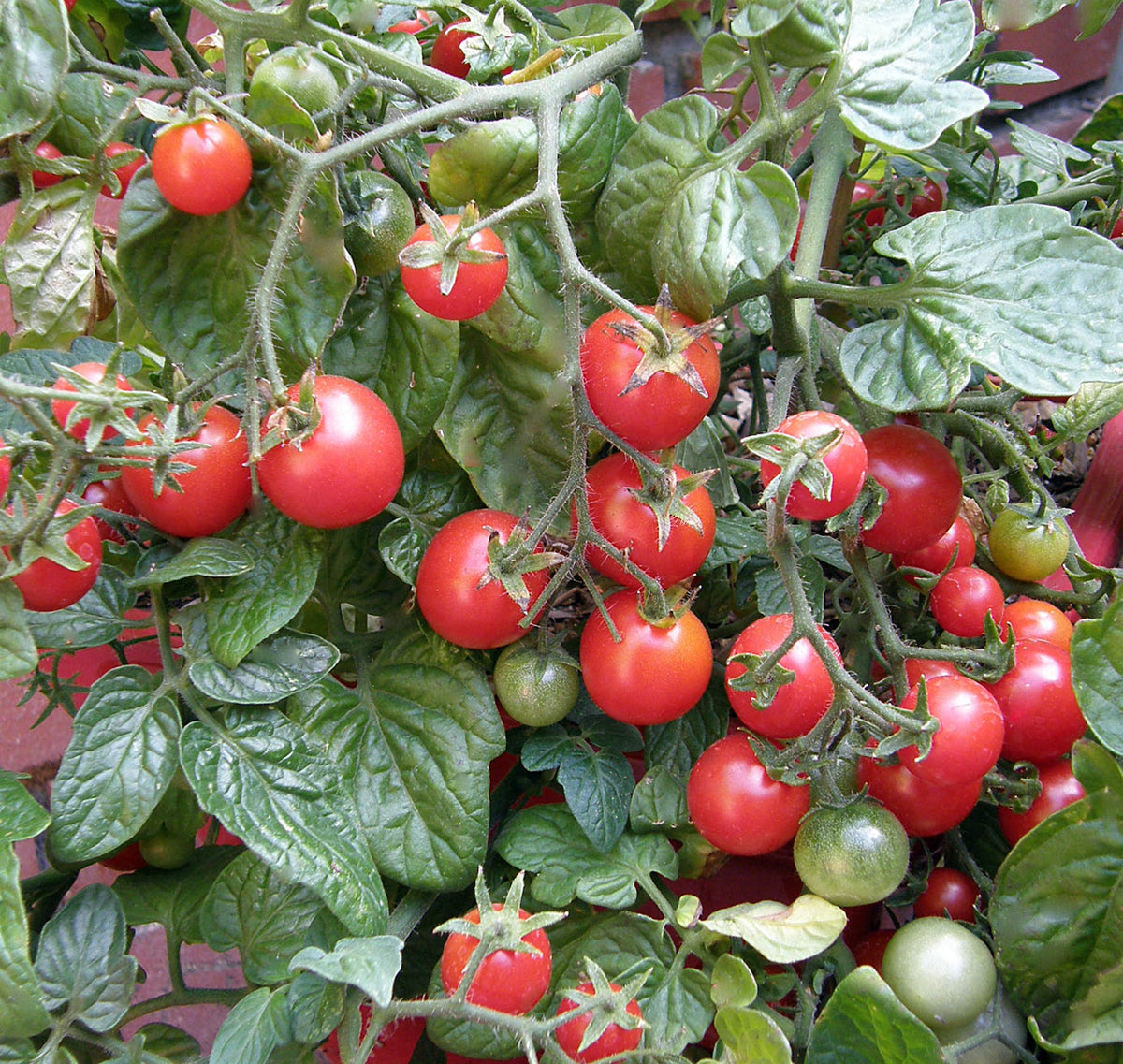 Windowbox Tomatoes - Litt'l Bites Cherry