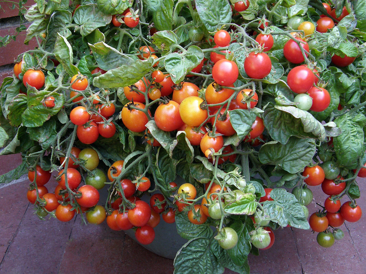 Windowbox Tomatoes - Litt'l Bites Cherry