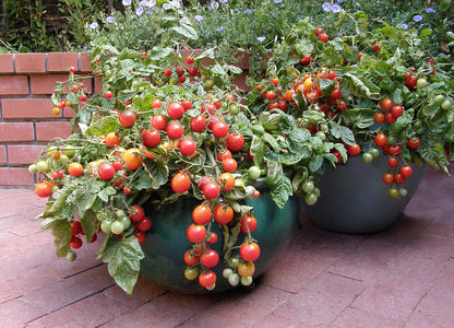 Windowbox Tomatoes - Litt'l Bites Cherry
