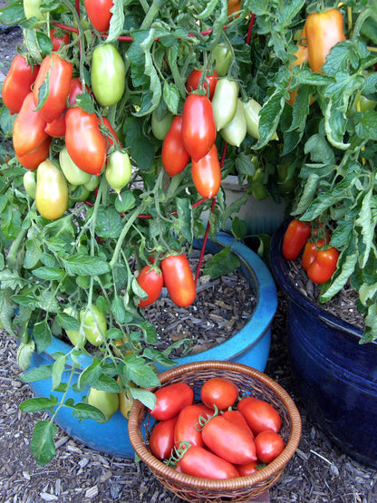 Container Roma Tomato - Inca Jewels