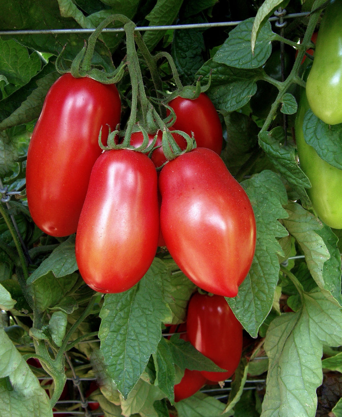 Container Roma Tomato - Inca Jewels