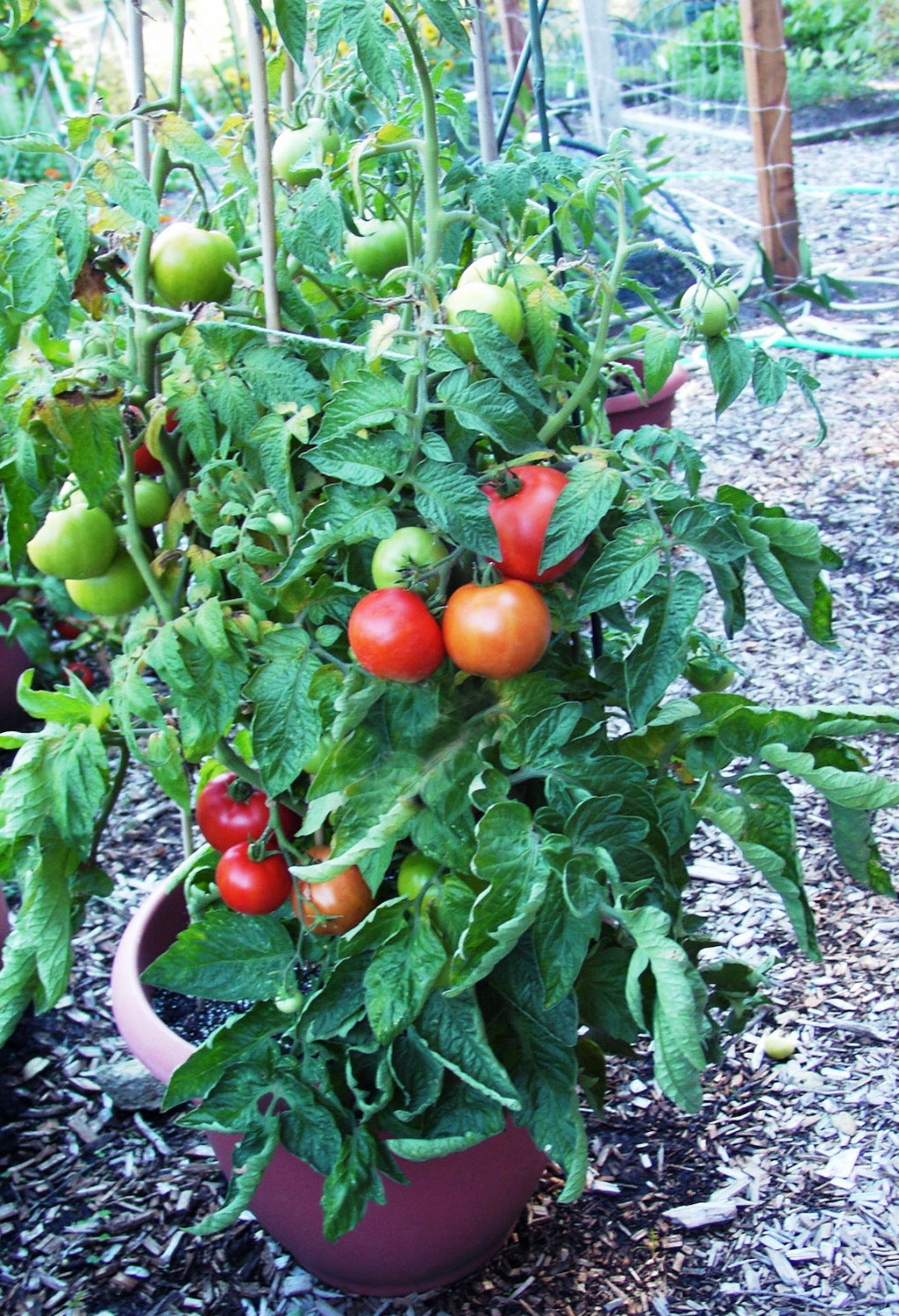 Container Tomato - Super Bush