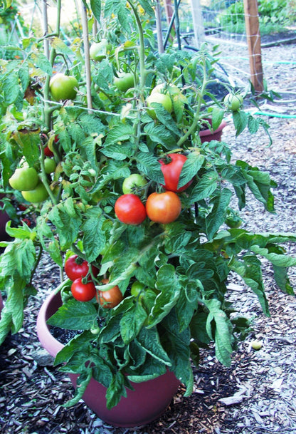 Container Tomato - Super Bush