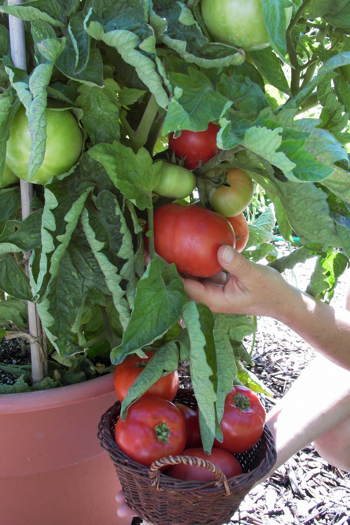 Container Tomato - Super Bush