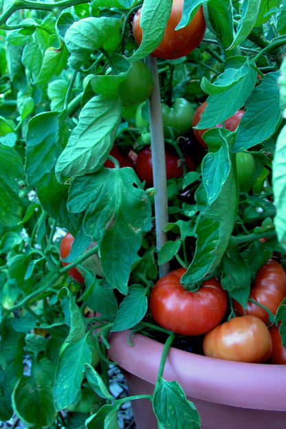 Container Tomato - Super Bush