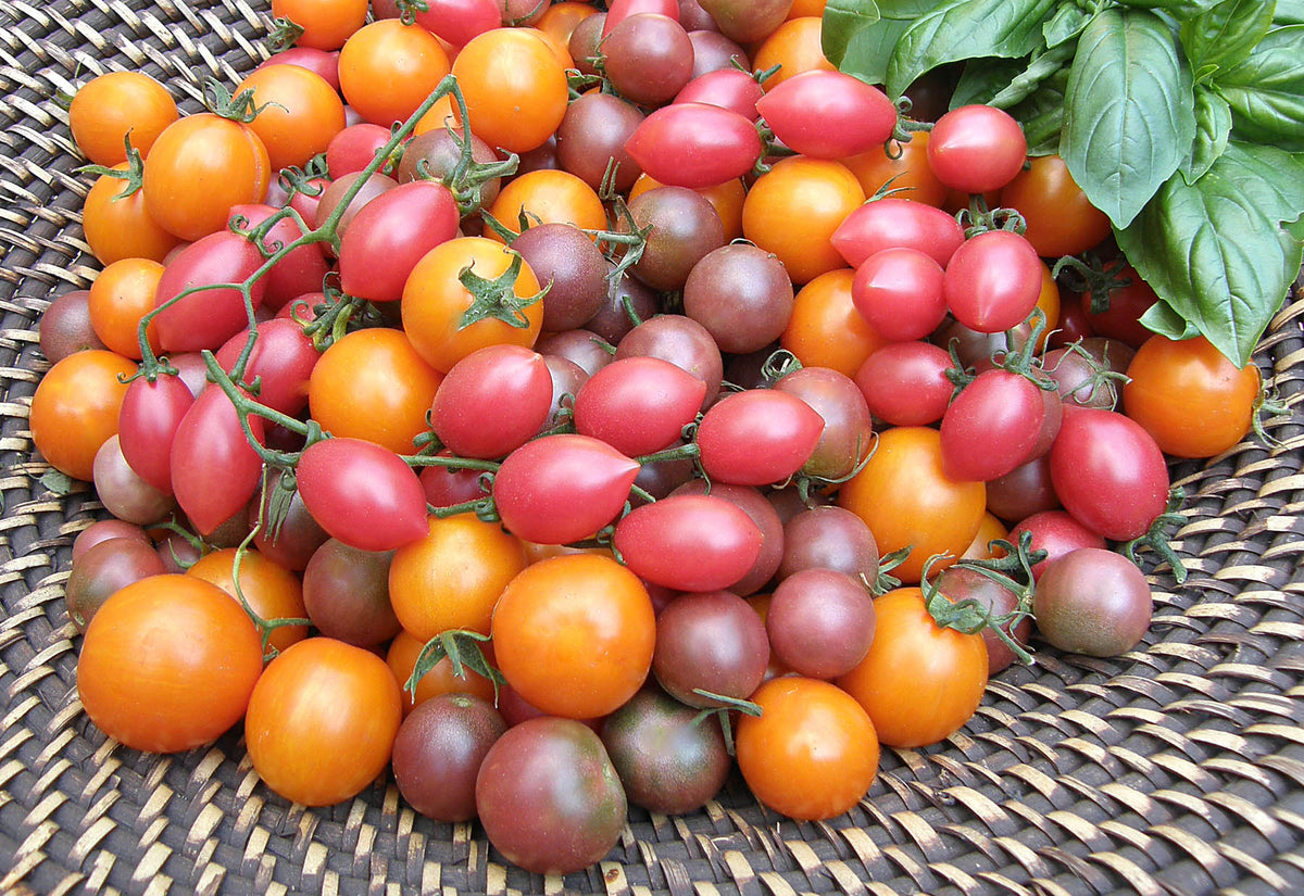 Cherry Tomato Trio - Triple Treats