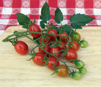 Italian Grape Tomato - Pandorino