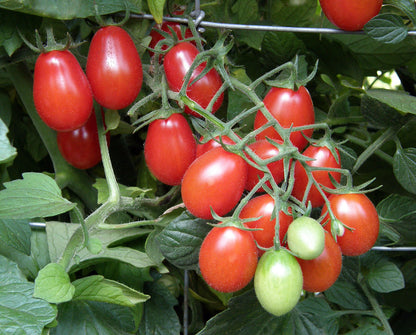 Italian Grape Tomato - Pandorino