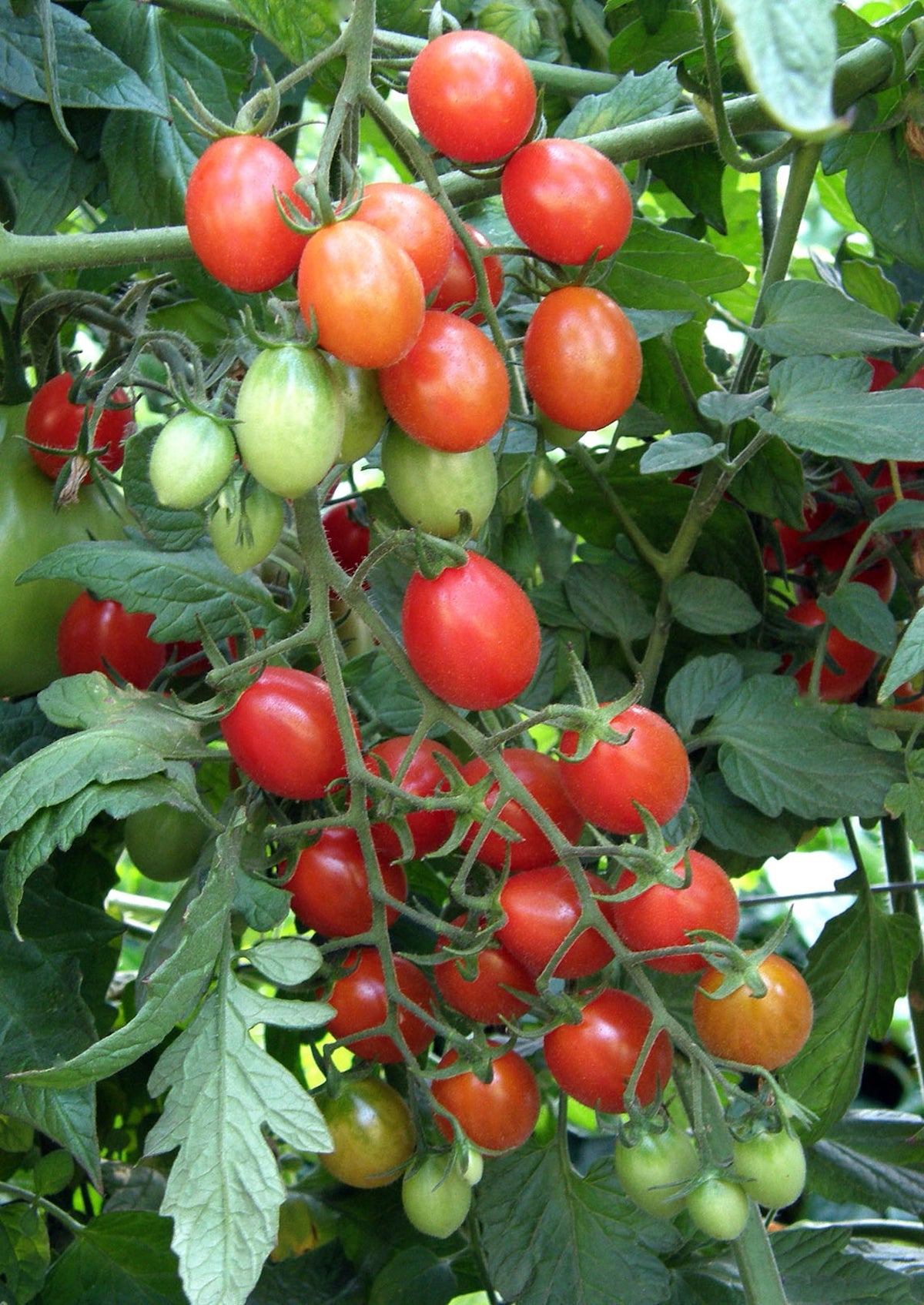 Italian Grape Tomato - Pandorino
