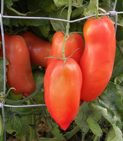 “Roma” Sauce Tomato - Pompeii