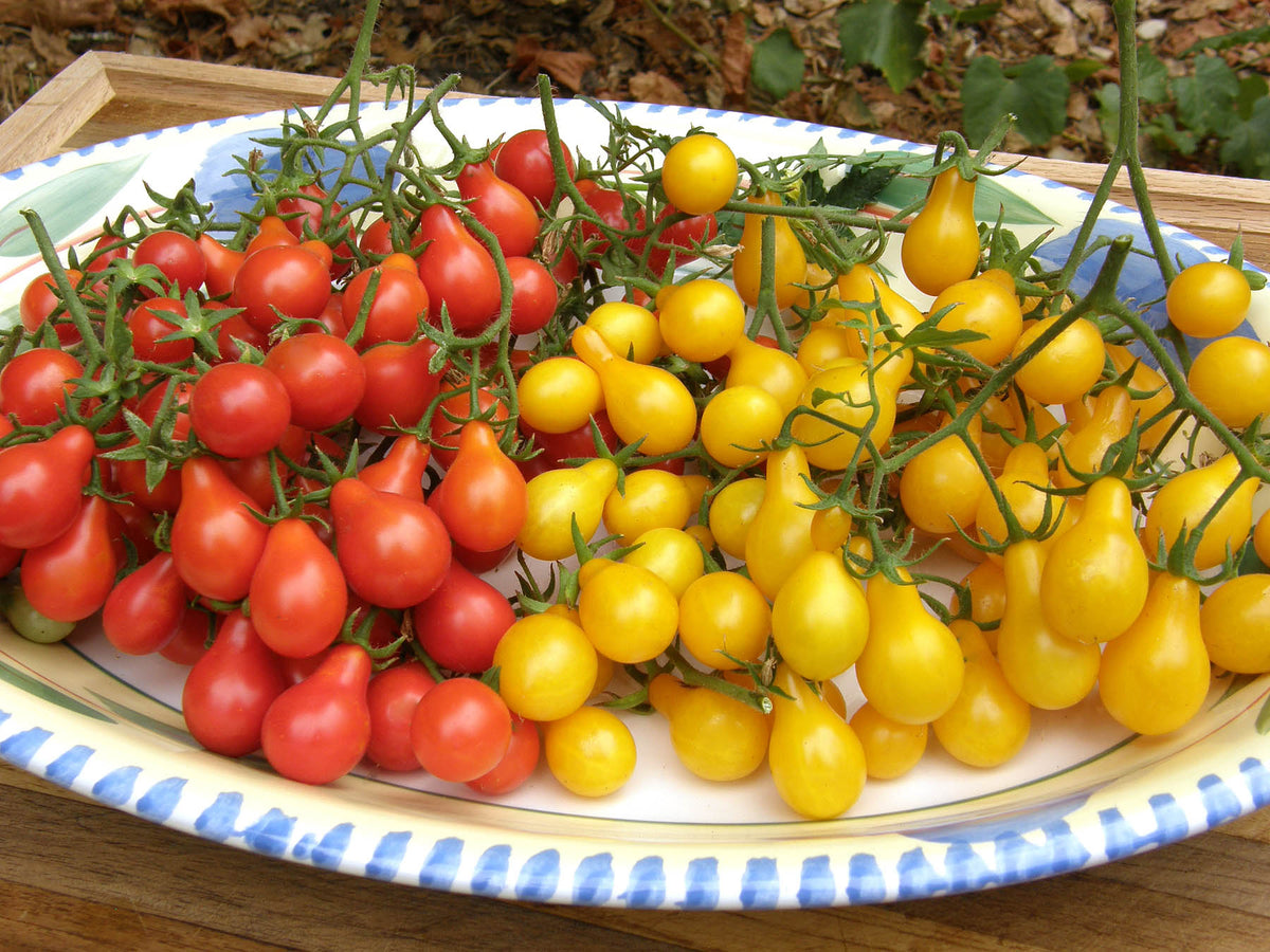 Heirloom Mini Tomatoes - Red & Yellow Pear