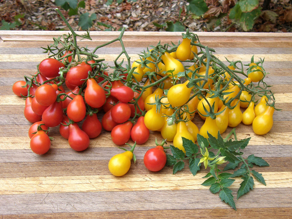 Heirloom Mini Tomatoes - Red & Yellow Pear
