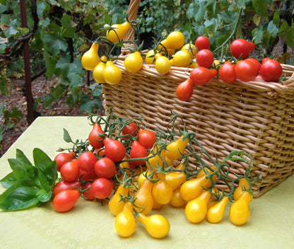 Heirloom Mini Tomatoes - Red & Yellow Pear