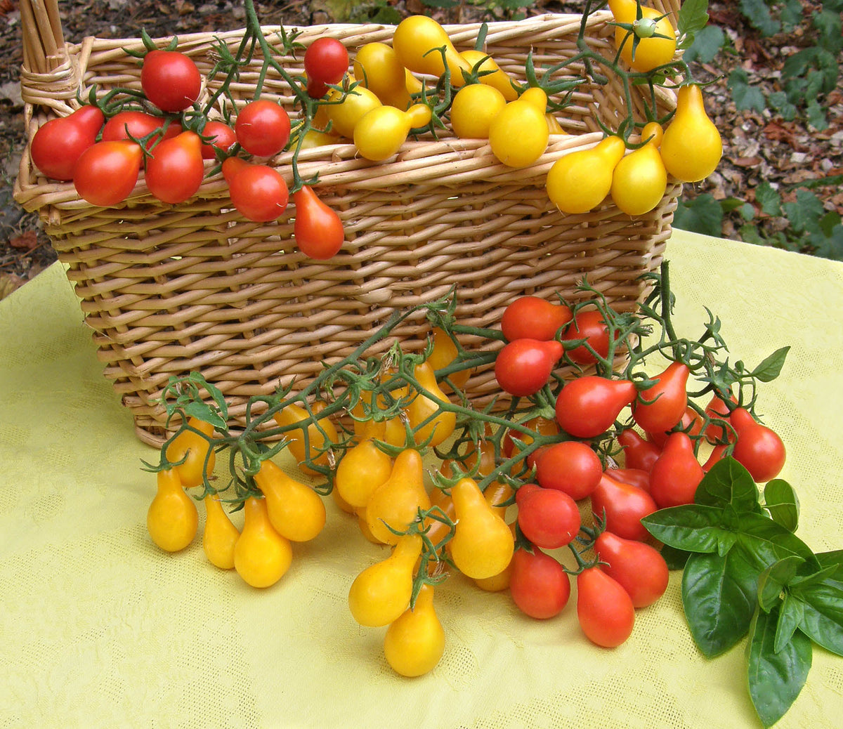 Heirloom Mini Tomatoes - Red & Yellow Pear