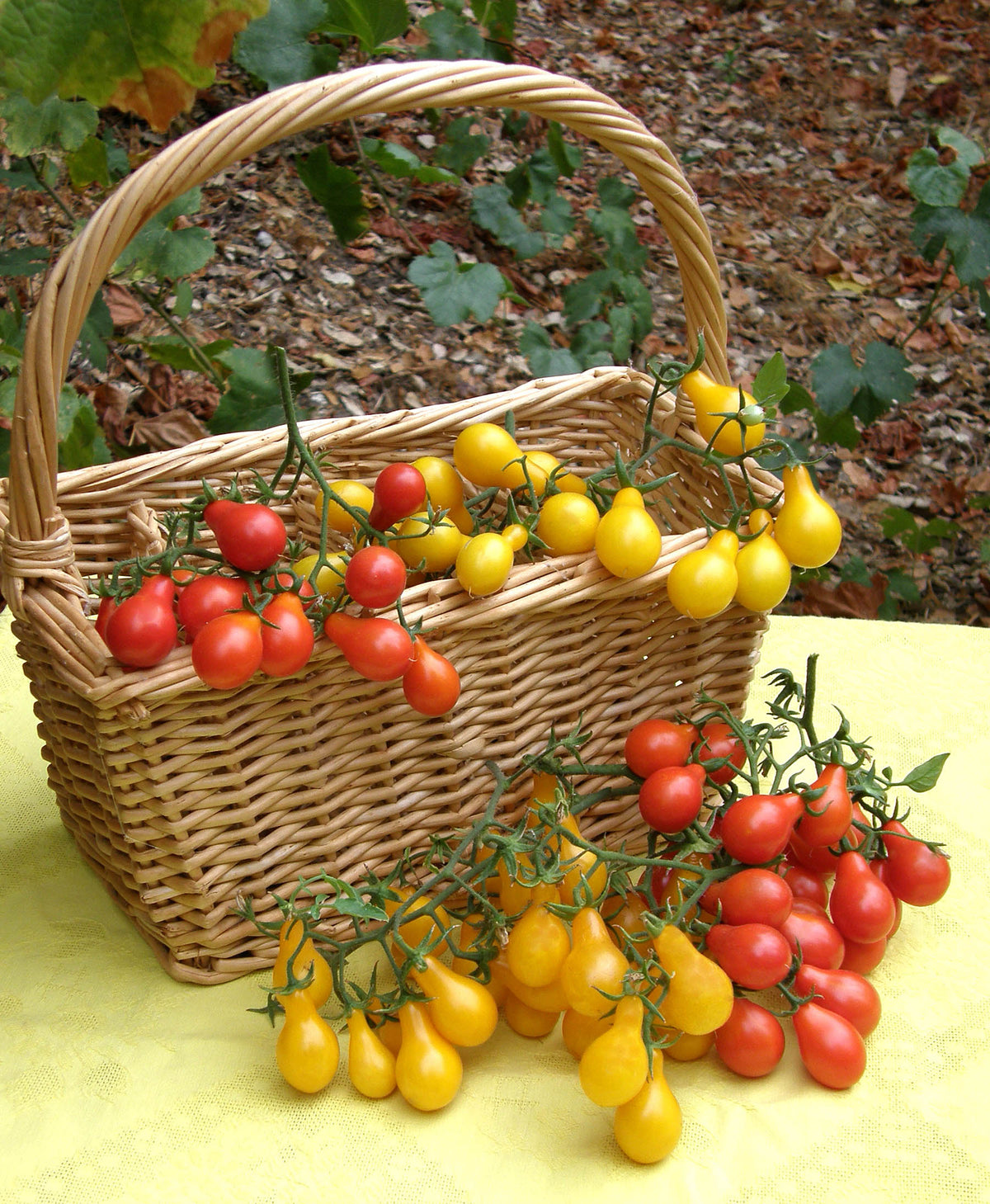 Heirloom Mini Tomatoes - Red & Yellow Pear