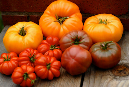 Heirloom Tomatoes - Summer Feast