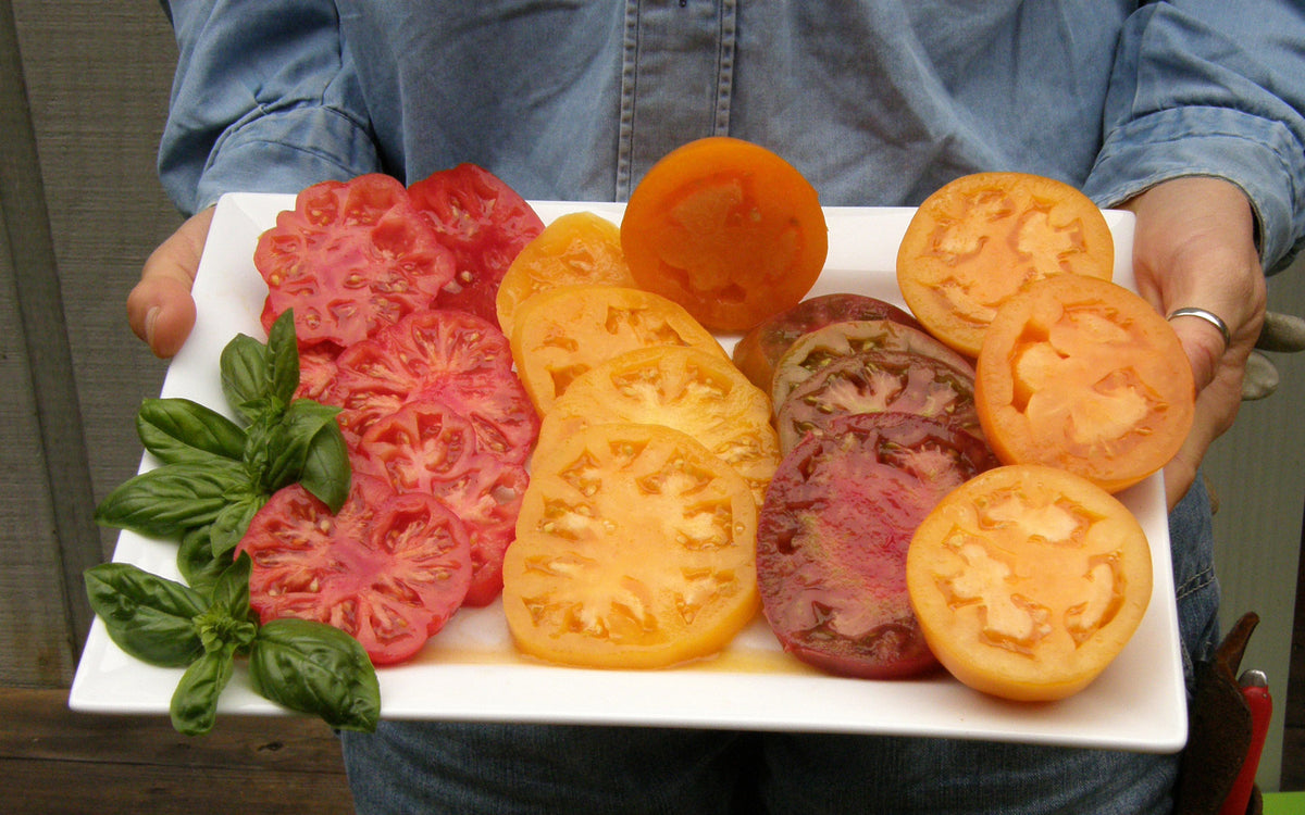 Heirloom Tomatoes - Summer Feast