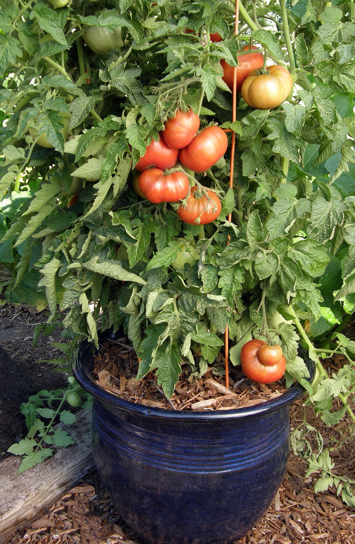 Heirloom Container Tomatoes - Tasmanian Chocolate Organic