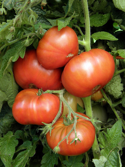 Heirloom Container Tomatoes - Tasmanian Chocolate Organic