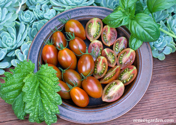 Grape Tomatoes - Bronze Torch