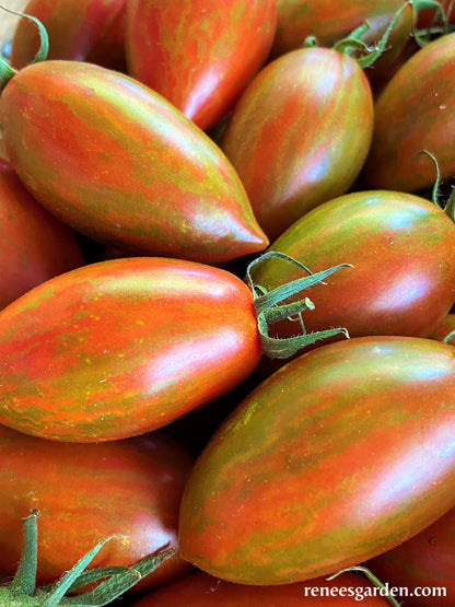 Grape Tomatoes - Bronze Torch