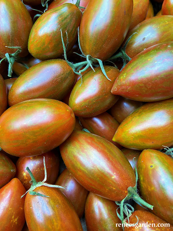 Grape Tomatoes - Bronze Torch